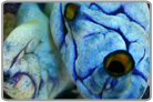 Royal Blue Sea Squirt